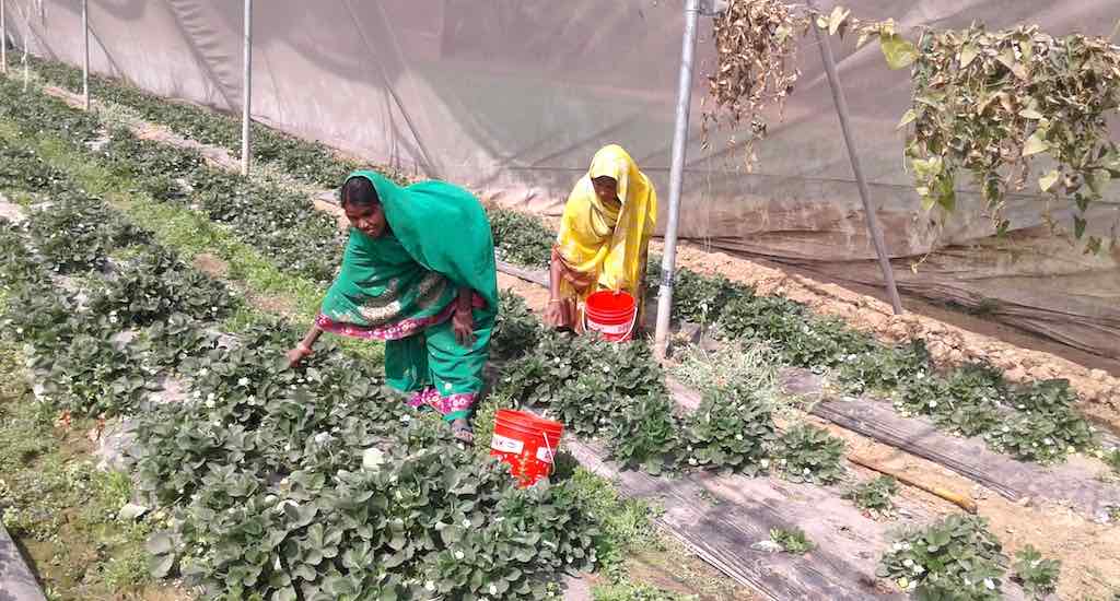 Famers tend to strawberry plants in a farm in Chilhaki Bigha village. (Photo by Mohd Imran Khan)