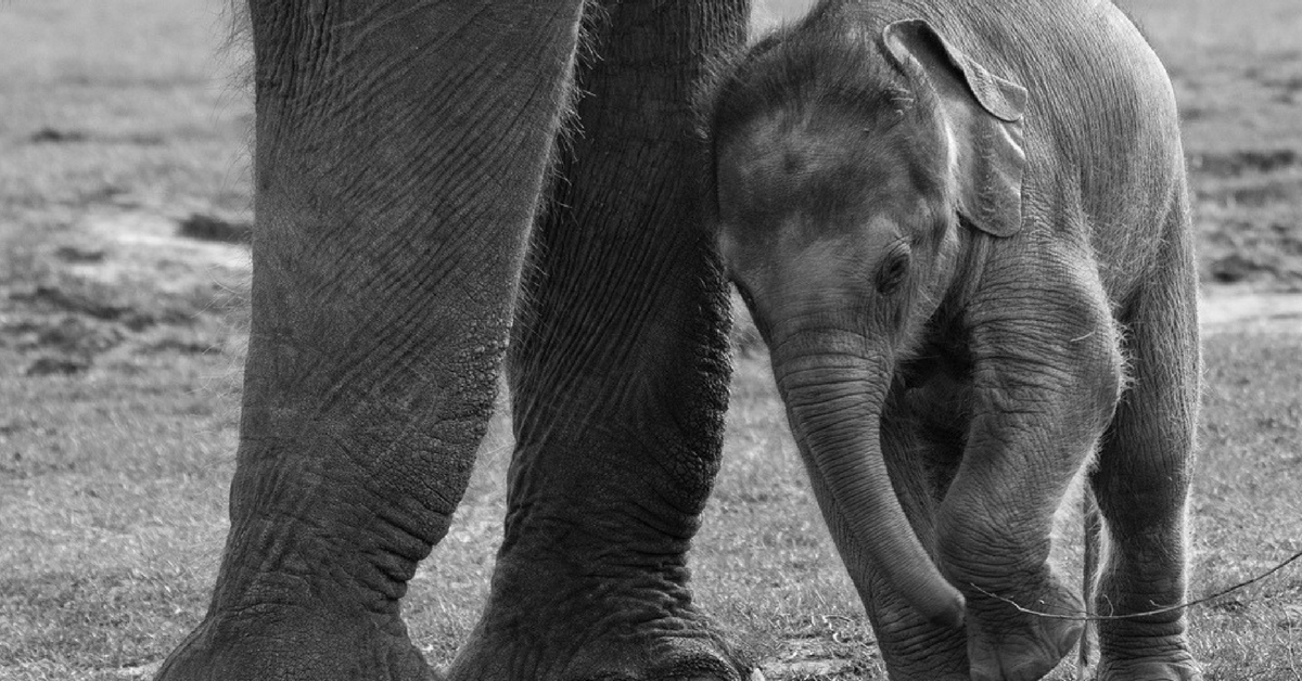 Video: Adorable Baby Elephant Is Saved, Thanks to the Quick Action of Forest Officials