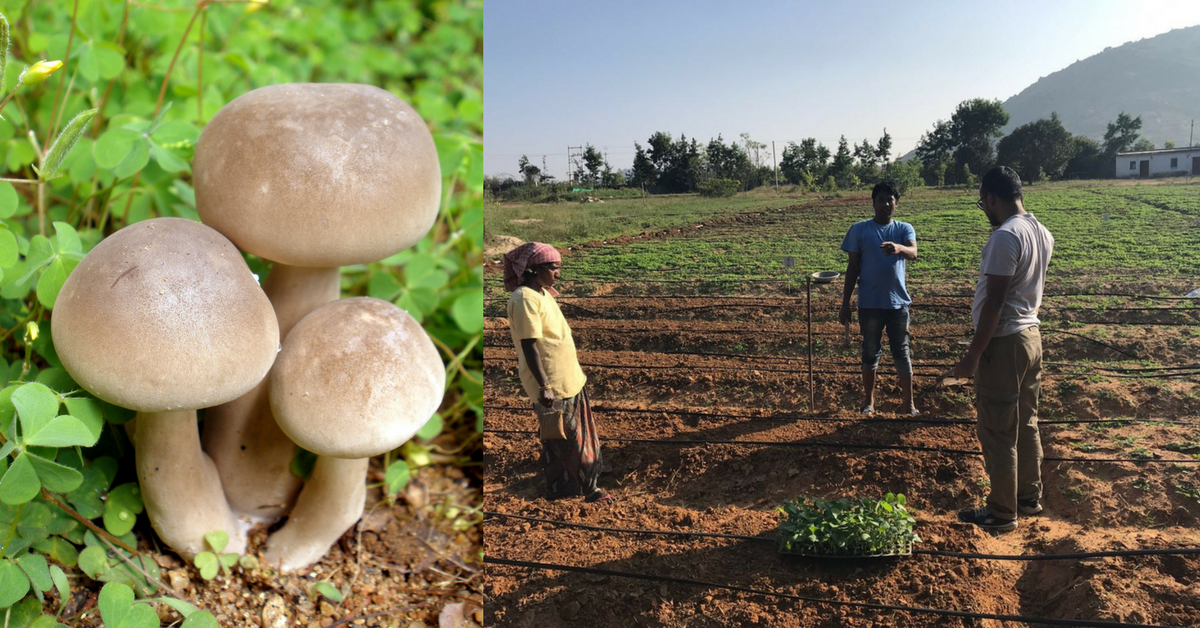 This Ex-Garment Worker’s Tiny Mushroom Farm Earns Rs 30,000 in a Month!