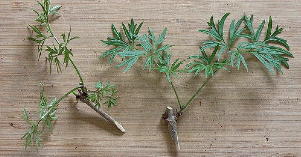 This Man Grows Golden Bamboo Along With 140+ Other Bamboo Species