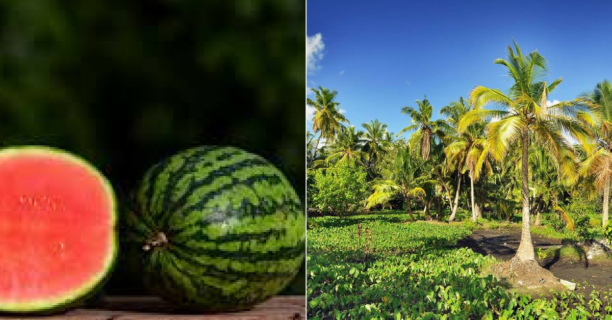 How Seeds from Kerala Are Making the Island Farmers of the Maldives Rich!