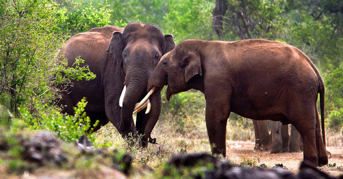 Video: These Kerala Elephants Drink Here Everyday– The Reason May Shock You