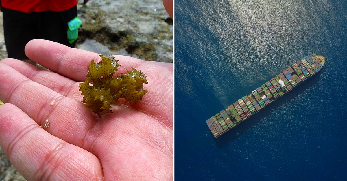 This Seaweed will save the seas thanks to Indian Scientists