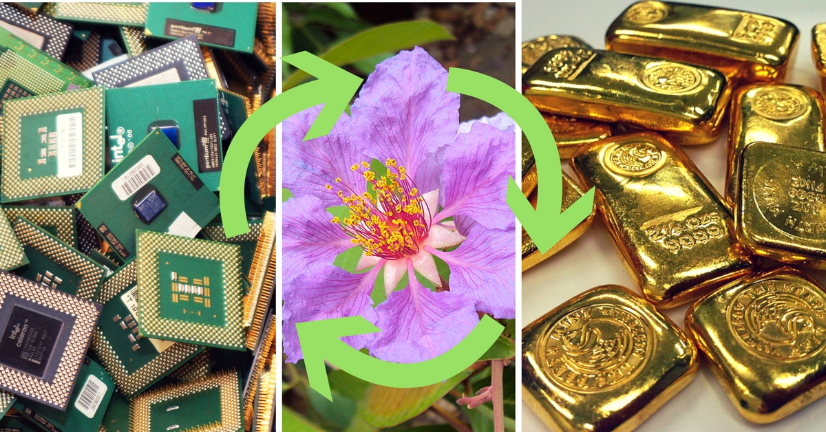 E-waste can be turned into gold using this plants leaves!