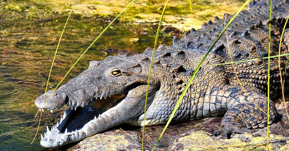 Dantewada Nurse Crosses Crocodile-Infested River on Makeshift Boat for Patients