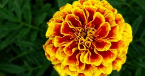 Flower Power in Your Food: 10 Edible Blooms That Can Electrify Your Dish