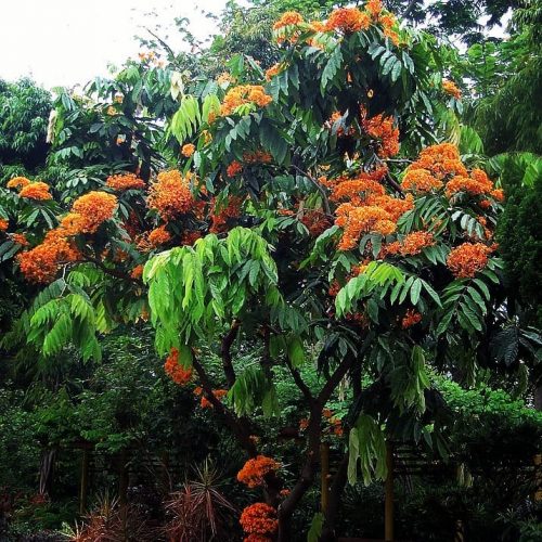 Bet You Didn't Know the MindBlowing Uses of These 7 Common Trees!