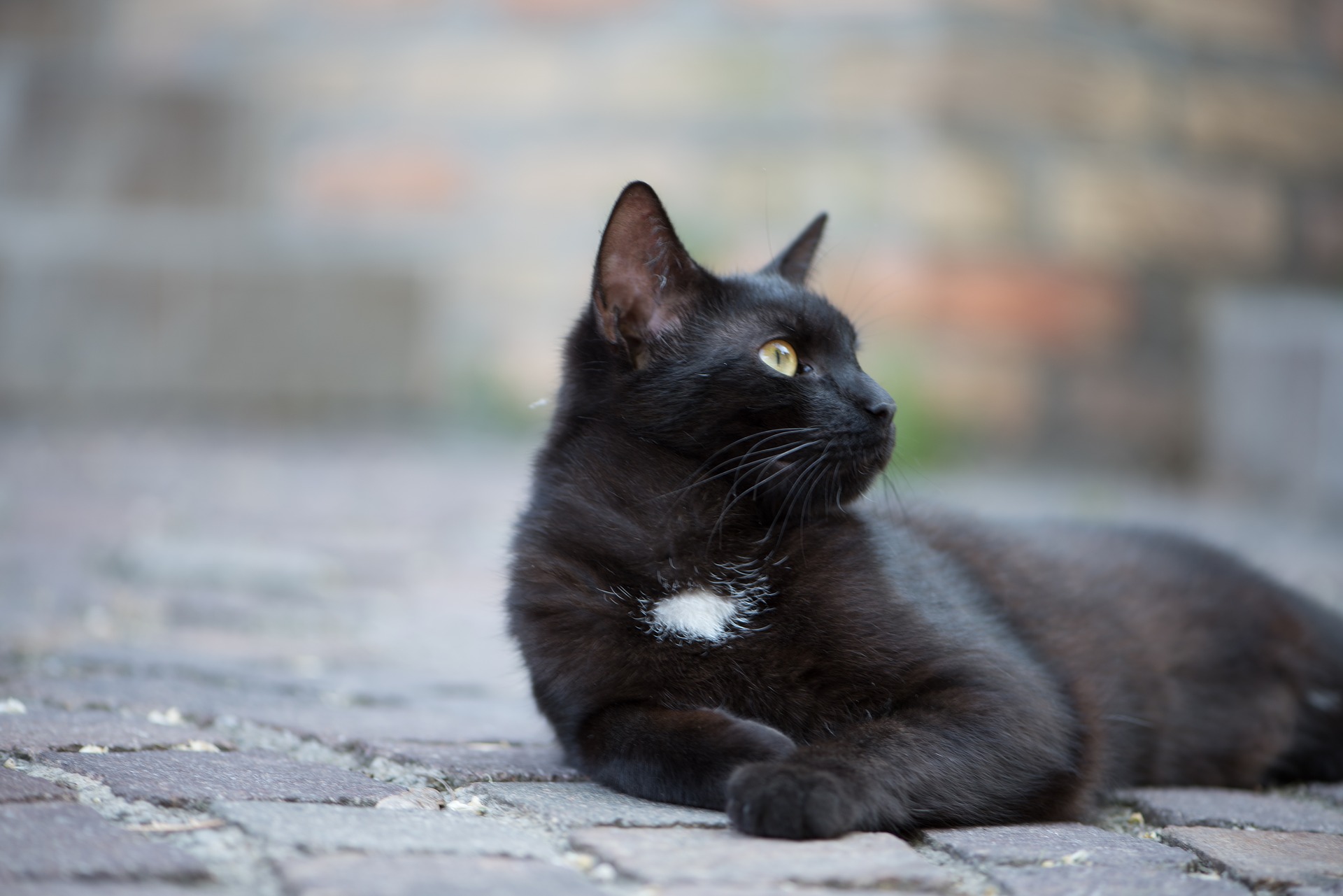 black cat tamil nadu village rescue