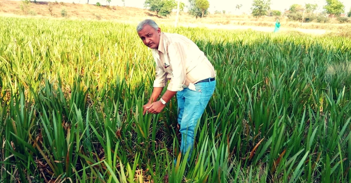 medicinal cultivation maharashtra farmer (1)