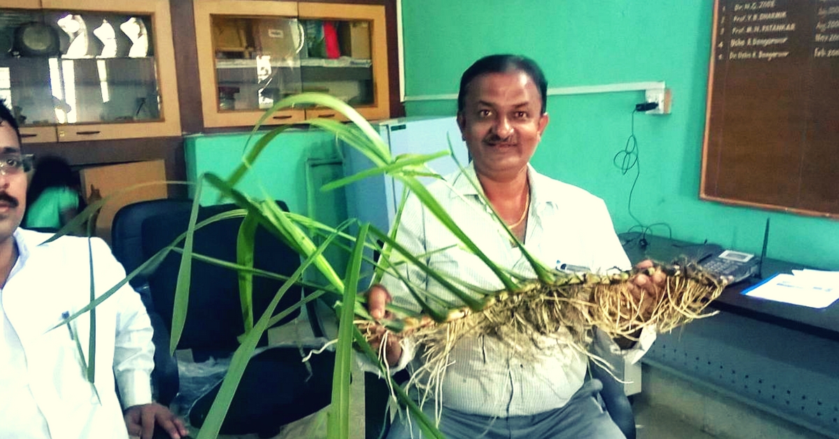 medicinal cultivation maharashtra farmer (1)