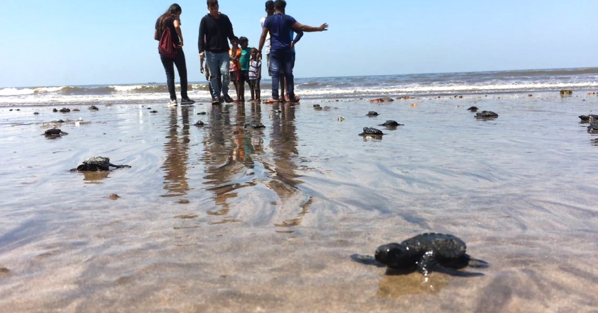 Thanks to These Heroes, Mumbai Beach Welcomes Olive Ridley Turtles After 20 Years