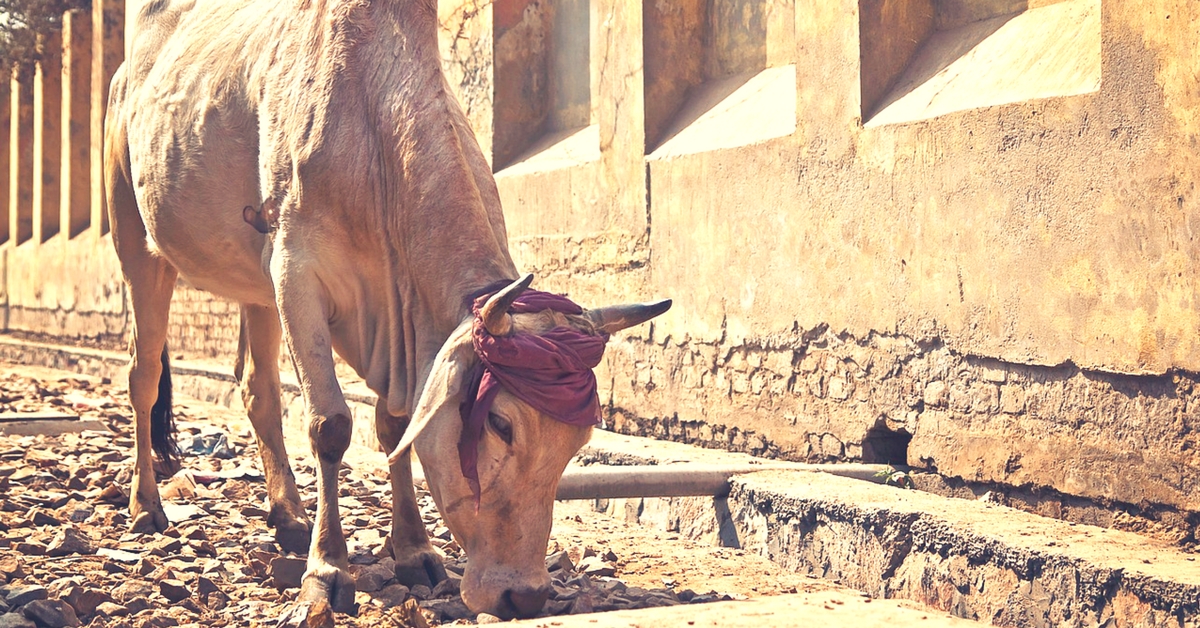 DIY: Here’s How a Small Step Can Save the Lives of Thirsty Animals This Summer