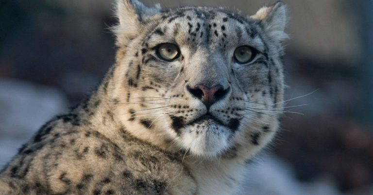 Video: Captured in Spiti, What Happens to This Snow Leopard Will Warm ...