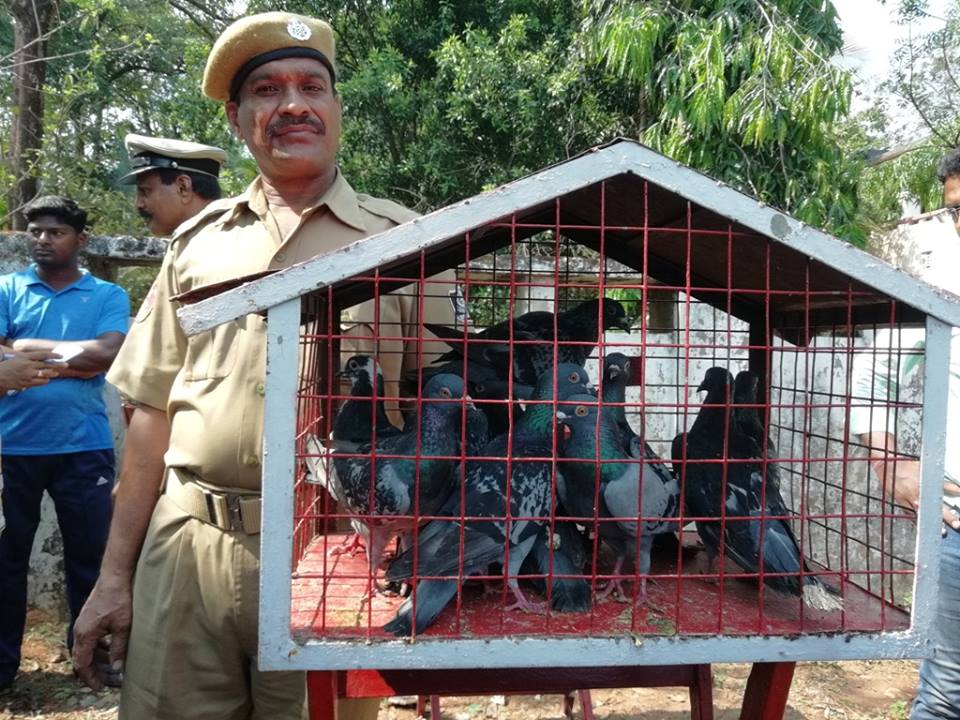 Odisha has a Police Pigeon Service, the Only One of Its ...