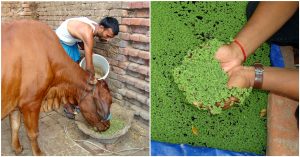 This Brilliant Idea By Kerala Students Could Boost India's Milk Production!