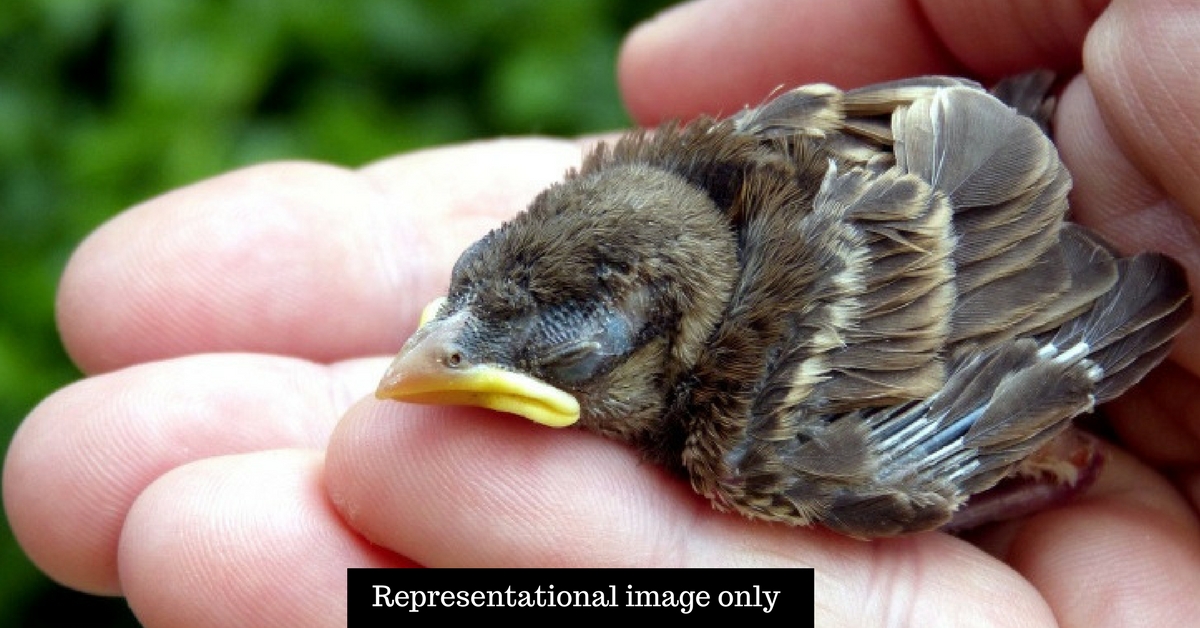 Where Have All the Sparrows Gone? Humans Are to Blame, but We Can Change That!