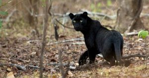 Special Sighting: 'Bagheera' Spotted in Chhattisgarh After 24 Years!
