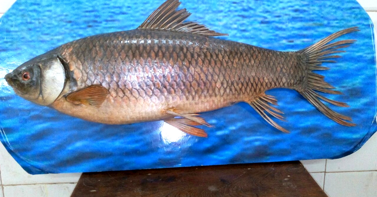 Dr Gaikwad the taxidermist works with all sorts of animals, from fish, to birds, to mammals and crustaceans, in his field of taxidermy. Image Courtesy: Dr Santosh Gaikwad