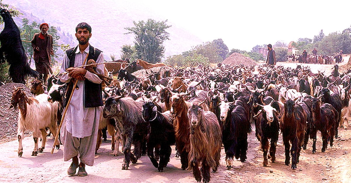 For the Bakherwal community in Kashmir, migration is a way of life.Representative image only. Image Courtesy: Wikimedia Commons.