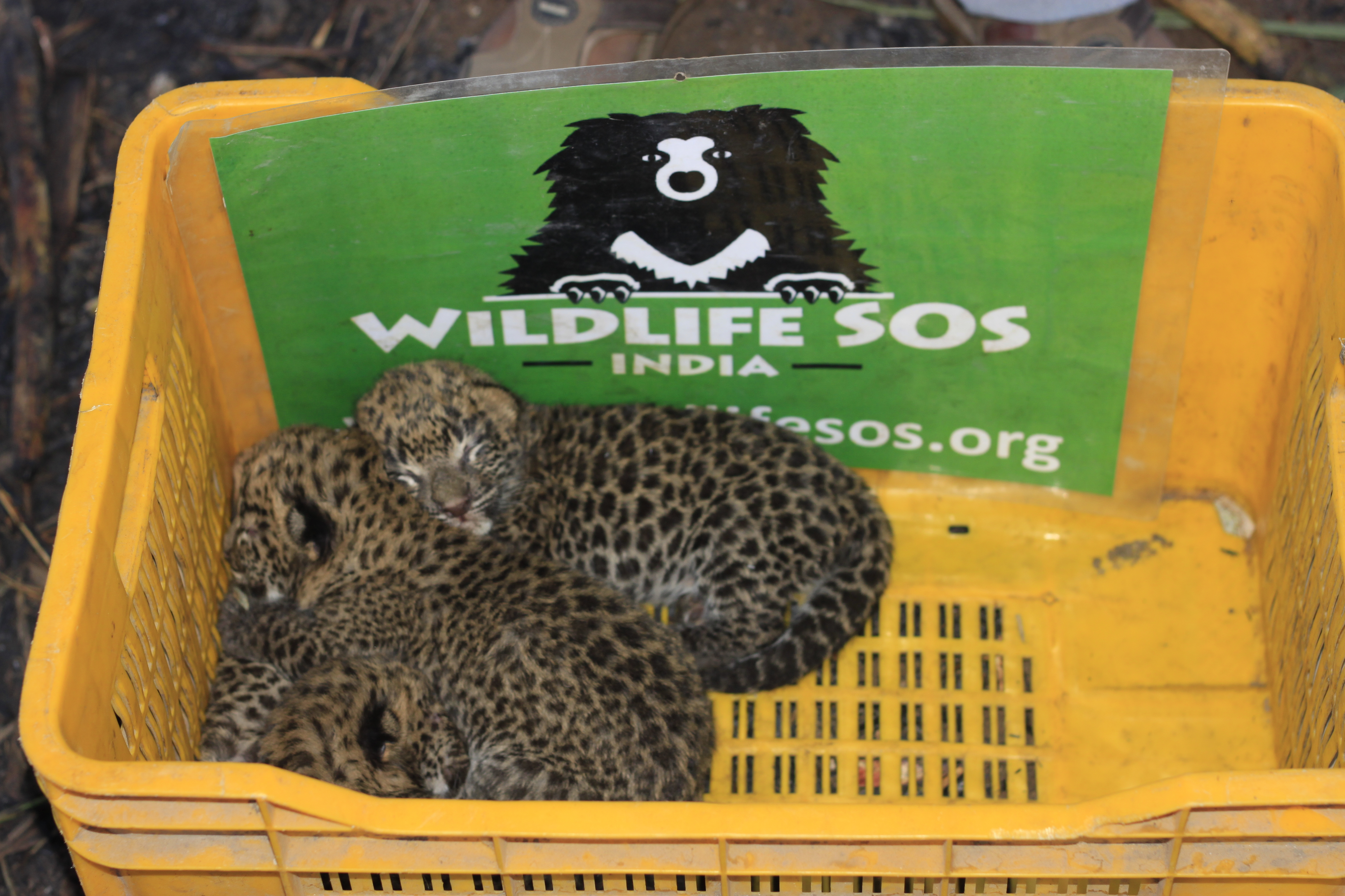 Adorable Leopard Cubs Reunited With Mother, Thanks to This Team