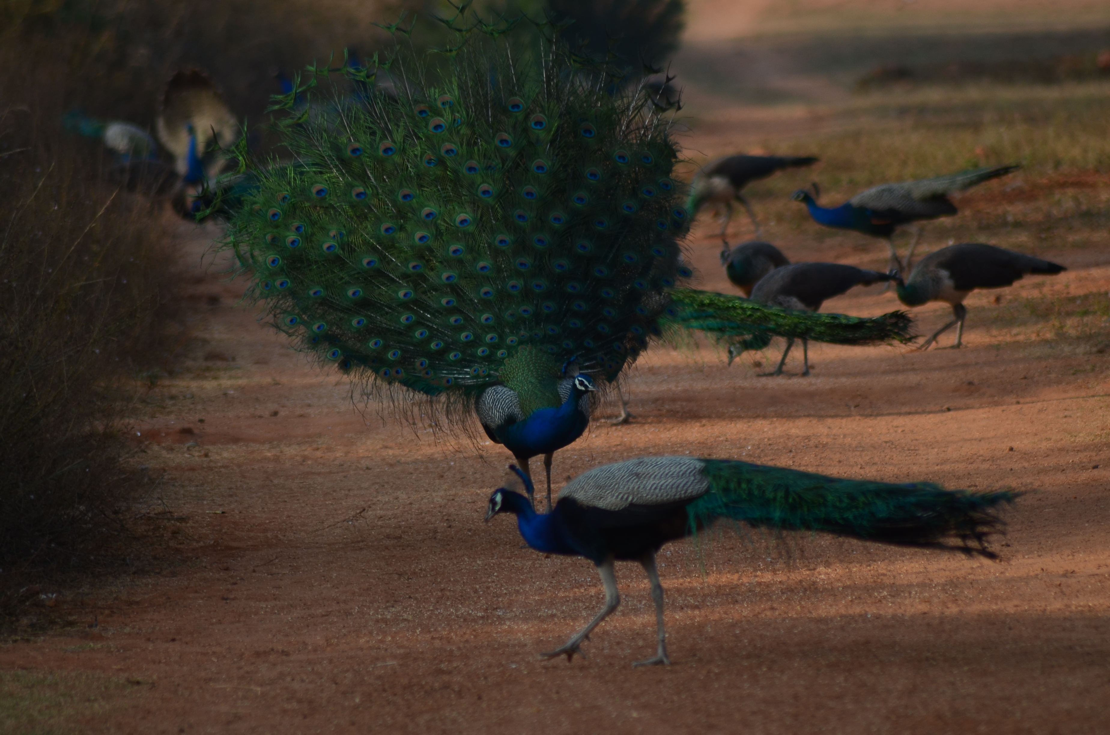 PEACOCK in the valley