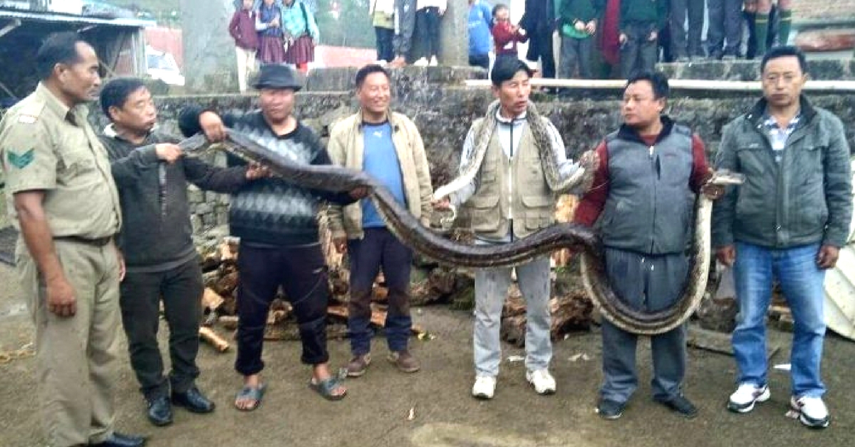 Nagaland Villagers Did Something Unforgettable for This Mother-Baby Duo of Pythons