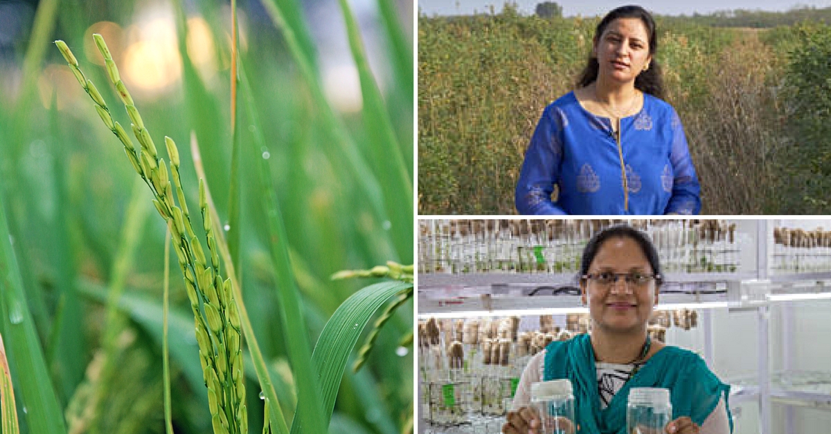 Two Women Scientists Win ICRISAT’s Highest Scientific Award For Their Research