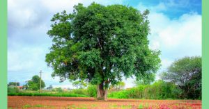 Dried Leaves of These 3 Indian Trees Can Amplify Grain Yield of Rice!