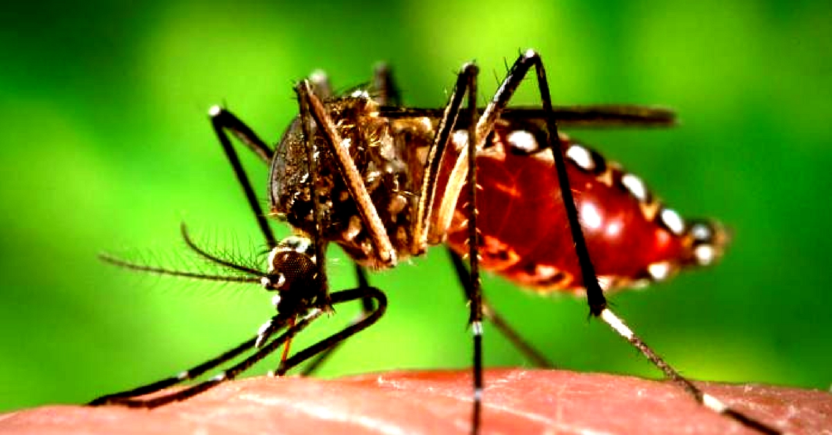 When it comes to dengue and chikungunya, early diagnosis is vital. Representative image only. Image Credit:Wikimedia Commons.