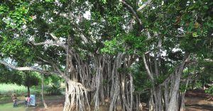 Out-Of-The-Box Ideas See 'Saline Drips', Wall Rescue This 700-Year-Old Tree