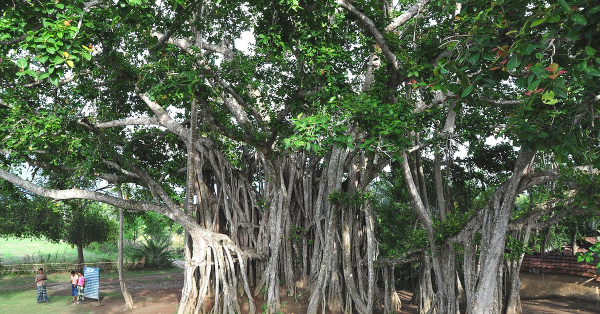 Out-Of-The-Box Ideas See ‘Saline Drips’, Wall Rescue This 700-Year-Old Tree