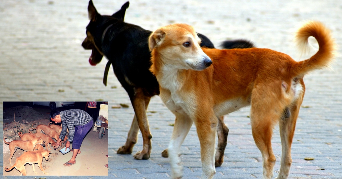 This Unique Gujarat Village Has Over 70 Dogs, Each of Whom Is a Crorepati!