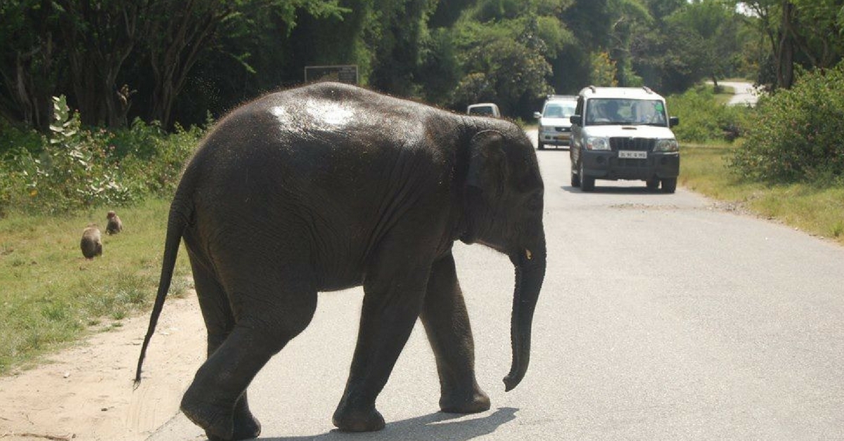 Honking, Littering, Teasing Animals In Karnataka Forests Will Now Prove Costly!