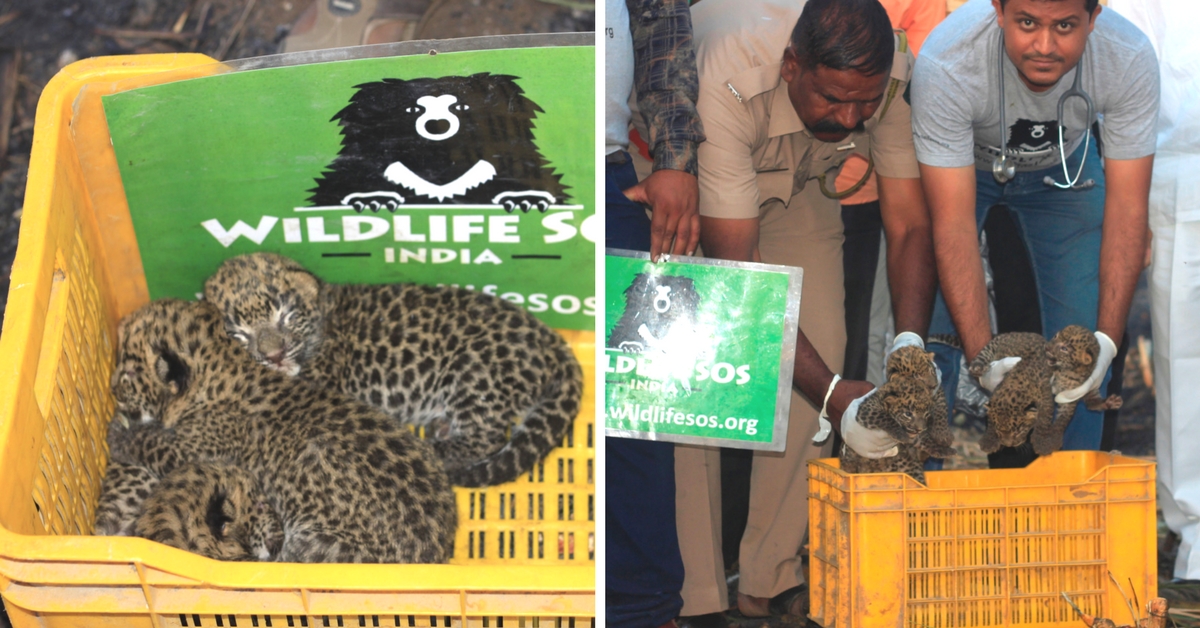 Adorable Leopard Cubs Reunited With Mother, Thanks to This Awesome Vet & His Team