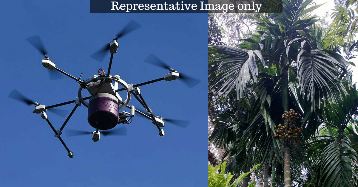 Drone betel nut plantation 