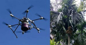 CPCRI's New Drone for Betel Nut Farmers Will Make Preventing Fruit Rot Easier!