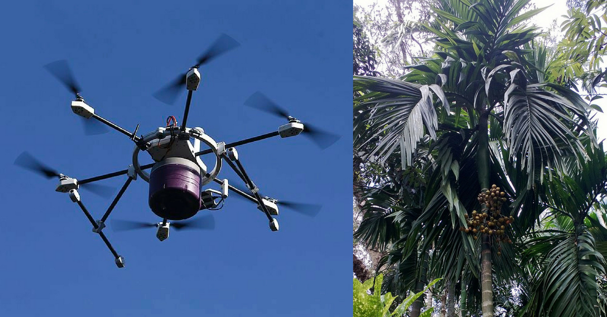 Drone betel nut plantation
