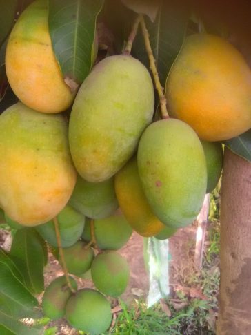 Mangoes Thrice a Year? Meet The Farmer Who Created The 'Sadabahar'