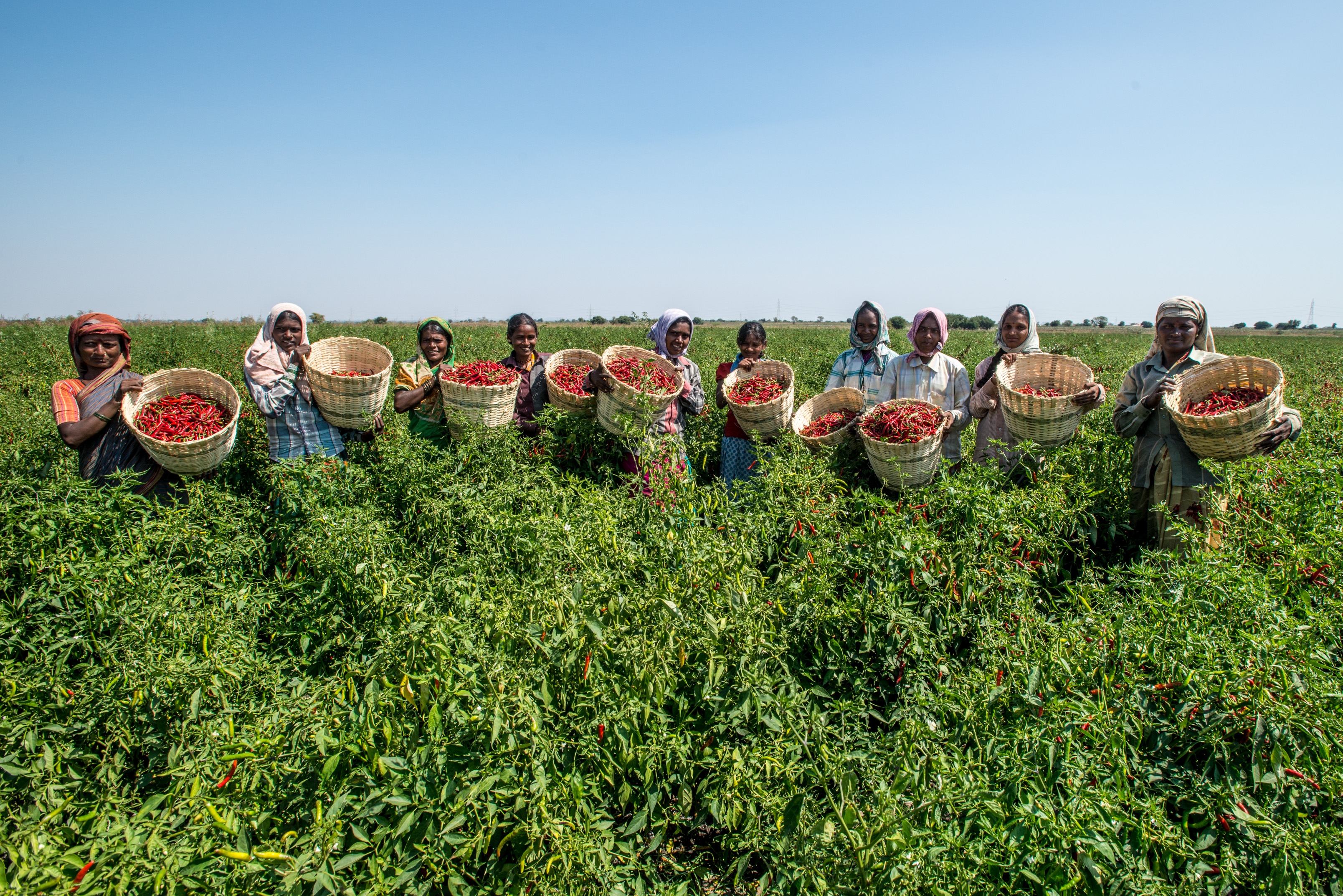 Workers plucking chillies, from the fields at Gabbur, district Raichur, Karnataka, India. (Source: Wikimedia Commons)