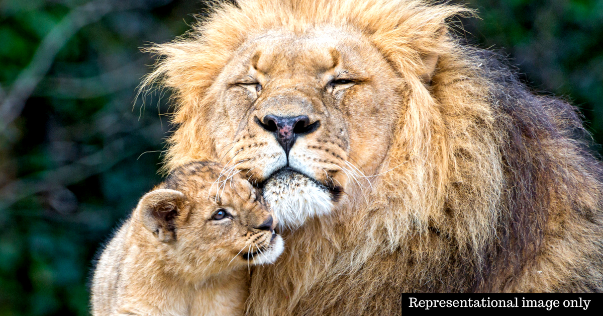 lion cubs with father and mother