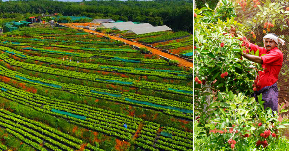 Santol to Cempadek: This Kerala Farm Grows over 32 Varieties of Exotic Fruits!