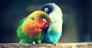 'Lovebirds in Bloom' Are Keeping This Bengaluru Neighbourhood Garbage-Free!