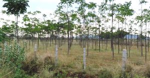 This Karnataka Tree is Cutting the Cost of 'Made-In-Gujarat' Furniture by 30%!