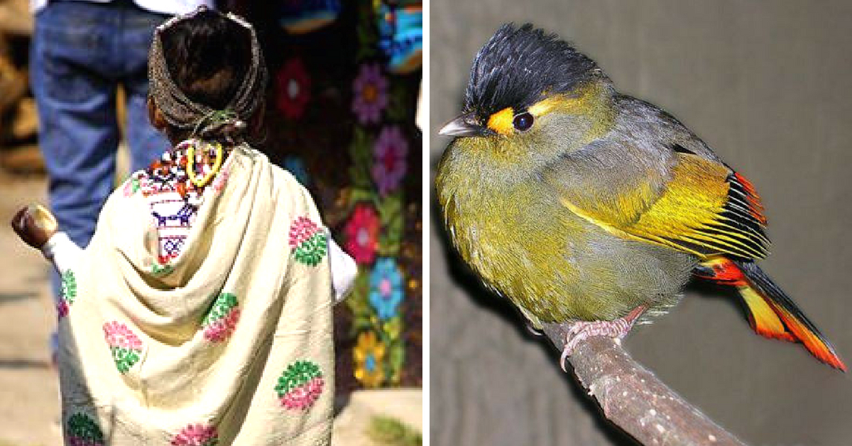 Arunachal Tribe Protects Unique Bird Species, Wins the India Biodiversity Award!