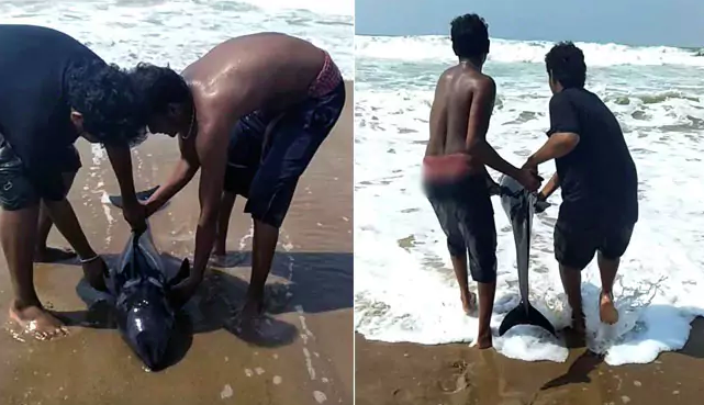 Video: Irrawaddy Dolphin Saved by Two Odisha Lads in a Must-Watch Rescue