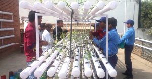 Gurugram School Goes Soil-Less, 130 Students Grow over 2,500 Hydroponic Plants!