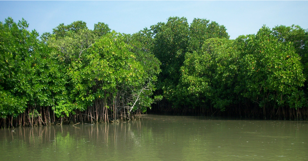 Mumbaikars Choose Mangroves Over Sewage Plant, Join Hands To Save Them!