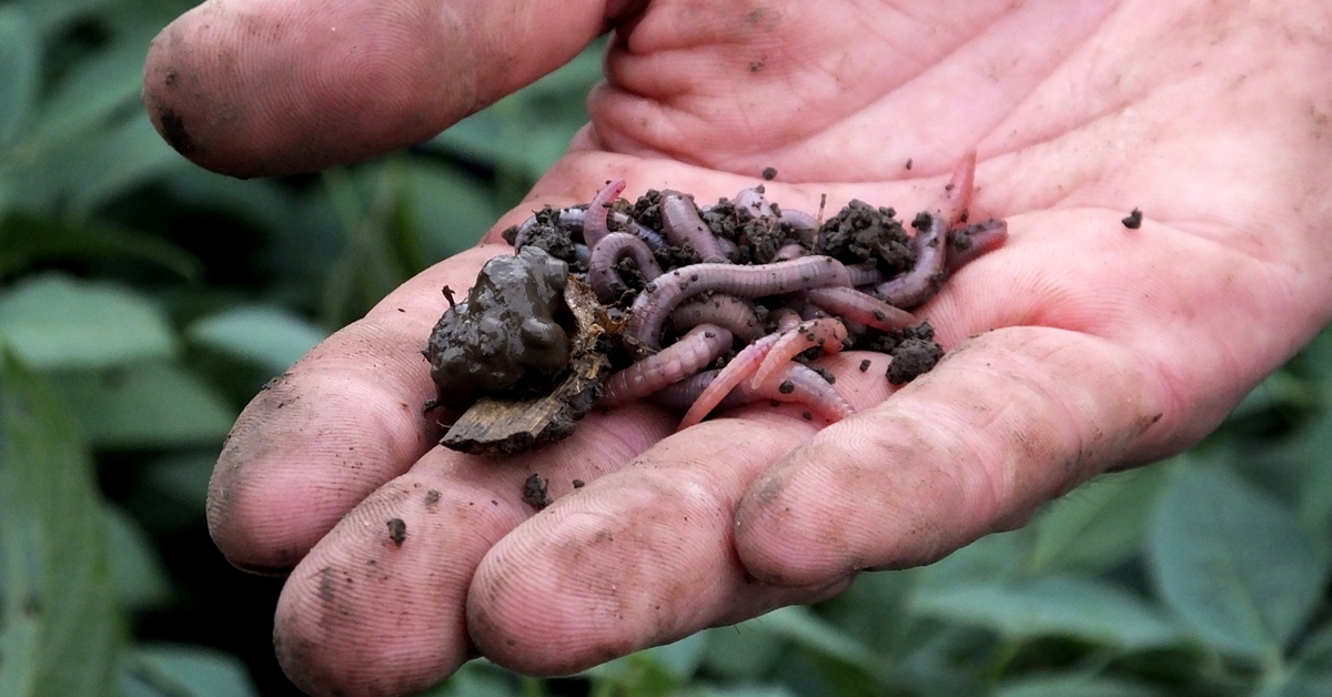 Indian Scientists use earthworm gut to decompose organic waste