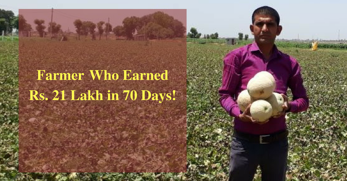 21 Lakhs in 70 Days: Growing Muskmelons Helped a Farmer Earn This!
