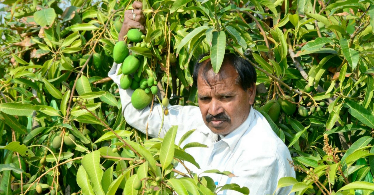 Fresh Mangoes Three Times a Year? Meet The Farmer Who Created The Unique ‘Sadabahar’